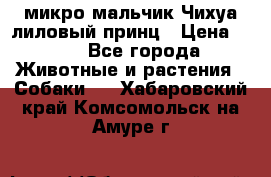 микро мальчик Чихуа лиловый принц › Цена ­ 90 - Все города Животные и растения » Собаки   . Хабаровский край,Комсомольск-на-Амуре г.